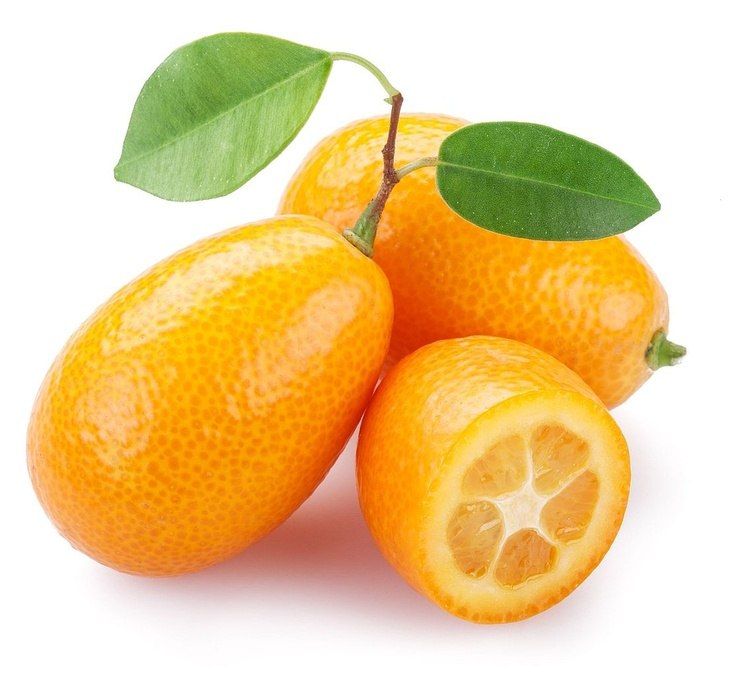 Kumquat (Кумкват) Ice Jam