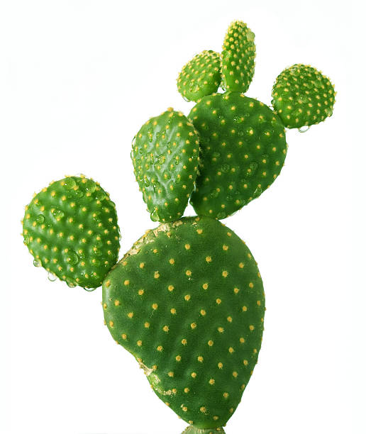 Cactus (Фруктовый кактус) / Gusto Shake / Steam Delight