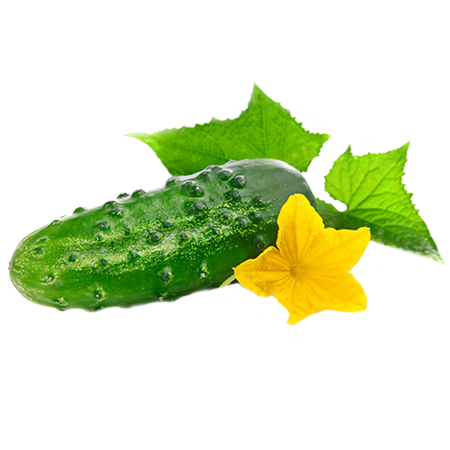 Cucumber (Огурец) / Capella
