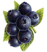 Blueberry (Wild) Flavor / Лесная черника TPA