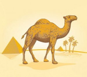 Camel (Кемел) / Xi'an Taima