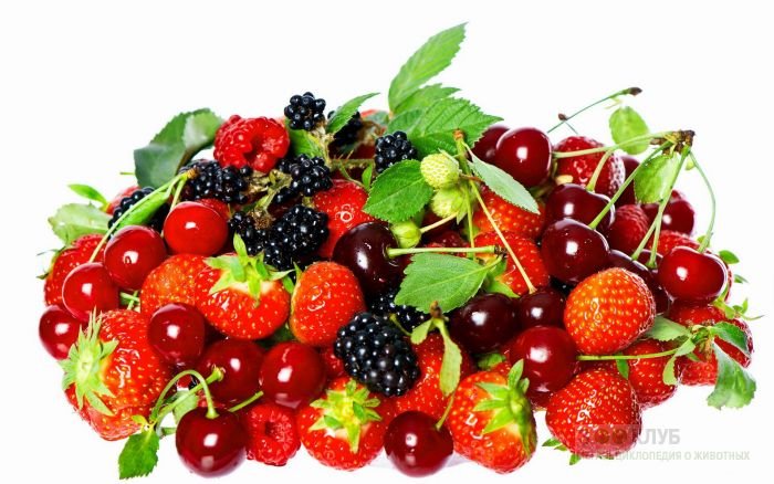 Berry Mix Flavor / Ягодный микс TPA